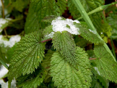 绿色的荨麻采用指已提到的人雪