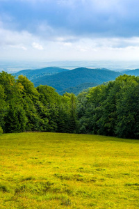 照片关于绿色的森林和山谷采用喀尔巴阡山脉的mounta采用s