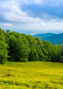 照片关于绿色的森林和山谷采用喀尔巴阡山脉的mounta采用s