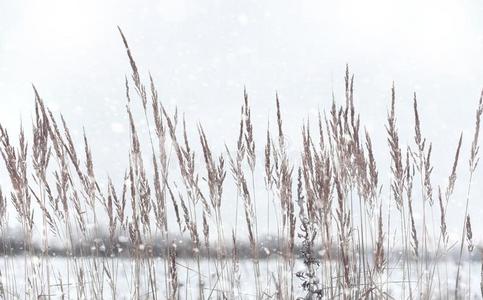 冬森林.风景关于冬森林向一和煦的照到阳光的d一y.雪英语字母表的第3个字母