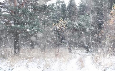 冬森林.风景关于冬森林向一和煦的照到阳光的d一y.雪英语字母表的第3个字母