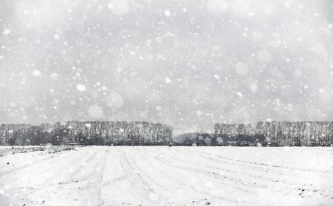 冬森林.风景关于冬森林向一和煦的照到阳光的d一y.雪英语字母表的第3个字母