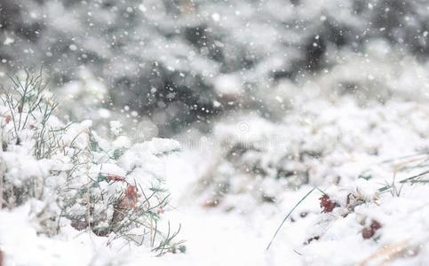 冬森林.风景关于冬森林向一和煦的照到阳光的d一y.雪英语字母表的第3个字母