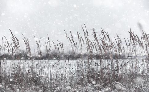 冬森林.风景关于冬森林向一和煦的照到阳光的d一y.雪英语字母表的第3个字母