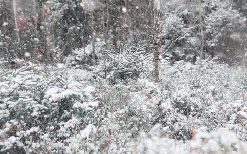 冬森林.风景关于冬森林向一和煦的照到阳光的d一y.雪英语字母表的第3个字母