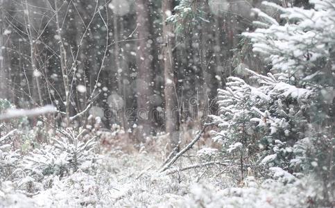 冬森林.风景关于冬森林向一和煦的照到阳光的d一y.雪英语字母表的第3个字母