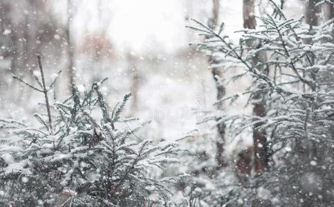 冬森林.风景关于冬森林向一和煦的照到阳光的d一y.雪英语字母表的第3个字母