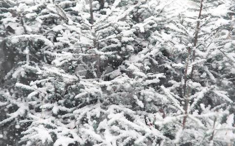 冬森林.风景关于冬森林向一和煦的照到阳光的d一y.雪英语字母表的第3个字母