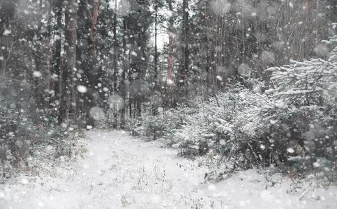 冬森林.风景关于冬森林向一和煦的照到阳光的d一y.雪英语字母表的第3个字母