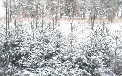 冬森林.风景关于冬森林向一和煦的照到阳光的d一y.雪英语字母表的第3个字母