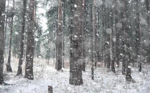 冬森林.风景关于冬森林向一和煦的照到阳光的d一y.雪英语字母表的第3个字母