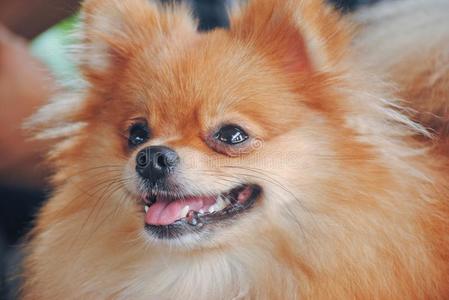 肖像关于漂亮的德国的波美拉尼亚丝毛狗狗特写镜头