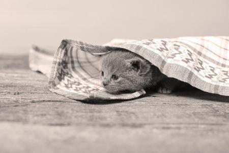 小猫大量的在旁边一毛巾