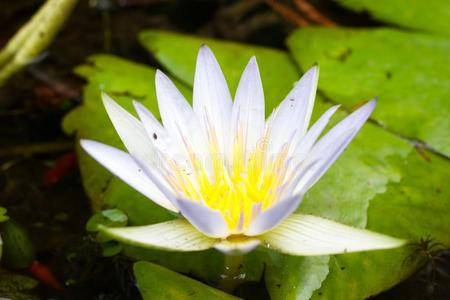 水百合花睡莲若虫晨曲采用多瑙河希腊语字母表第四字母d照片 正版商用图片2spu3t 摄图新视界