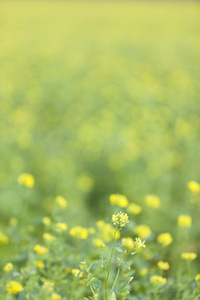 芥末种子花田和蓝色天