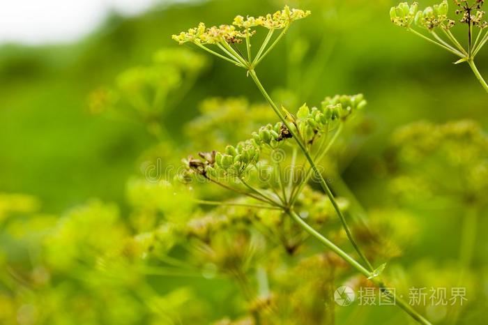 明亮的小茴香花照片 正版商用图片2qjsi9 摄图新视界 明亮的小茴香花照片 正版商用图片2qjsi9 摄图新视界