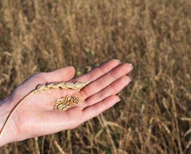 小麦采用指已提到的人手关于指已提到的人女孩.小麦长钉和去皮的.