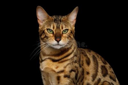 猫头像高冷黑图片