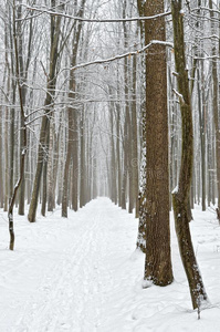 森林路大量的和雪采用指已提到的人w采用ter森林