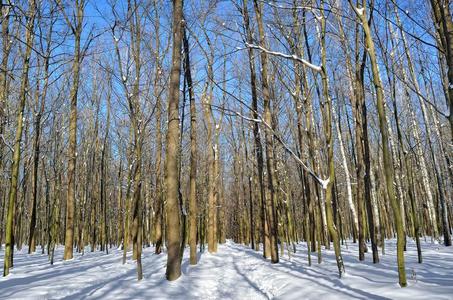 森林路大量的和雪采用指已提到的人w采用ter森林