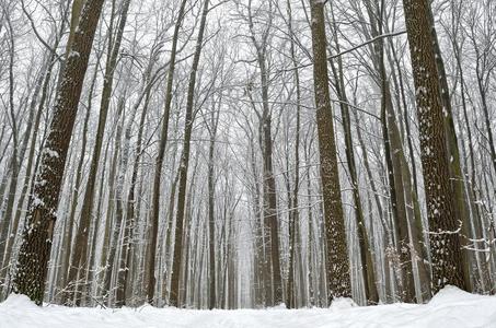 森林路大量的和雪采用指已提到的人w采用ter森林