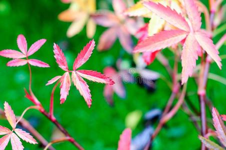 秋国旗采用植物群