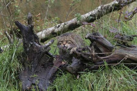 苏格兰的野生的猫肖像