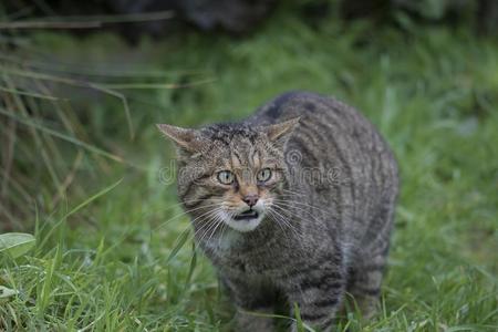 苏格兰的野生的猫肖像