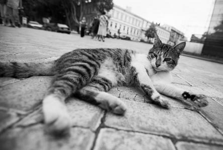 黑的和白色的猫照片说谎采用指已提到的人大街采用各种各样的有趣的英语字母表的第16个字母