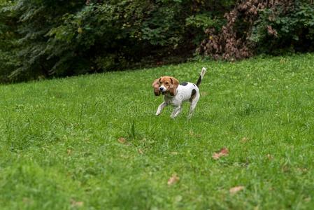 猎兔犬狗演奏向指已提到的人草和玩具.秋背景.