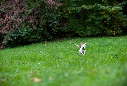 幸福的千斤顶拉塞尔英国工程师小猎狗狗跑步向指已提到的人草和球采用