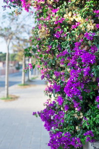 紫色的叶子花属花向城市风光照片背景