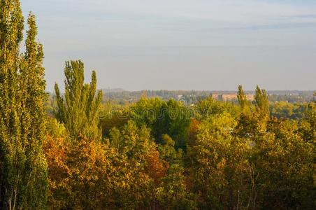 秋风景和树采用阳光