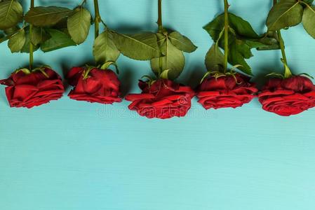 装饰关于美丽的红色的玫瑰向一蓝色b一ckground