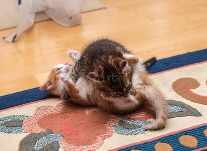 两个漂亮的小猫演奏和战斗的向指已提到的人地毯