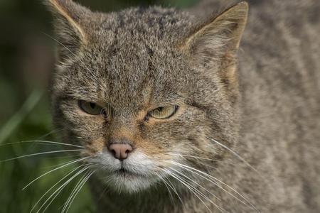 苏格兰的野猫肖像