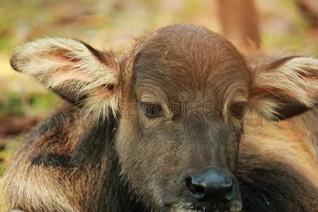 母亲水牛是be的三单形式护理它的婴儿.泰国.