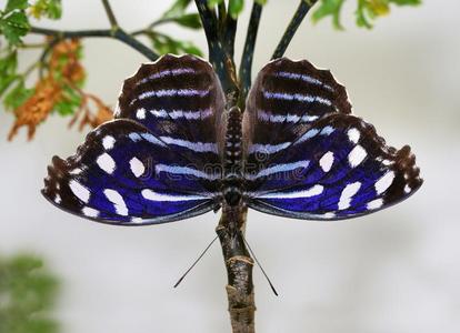 蝴蝶蓝色翅膀myscelia减少小部件名称.