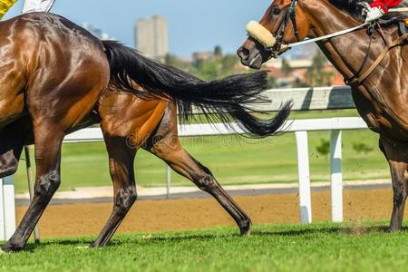 身体蹄马速度比赛身体木头支架正面朝上的照片