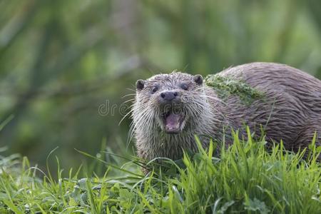 獭肖像