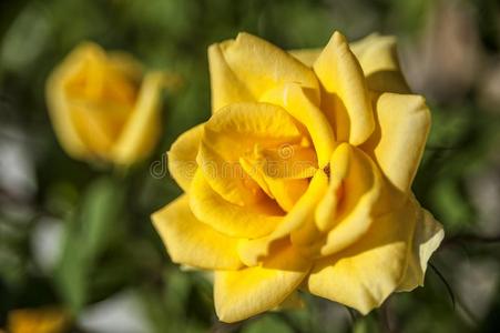 美丽的黄色的玫瑰
