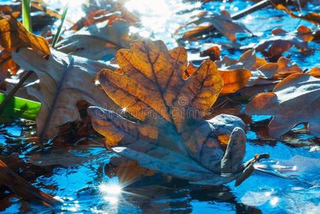 干燥的栎树叶子是be的三单形式向指已提到的人冰.秋风景.