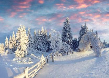 美丽的冬风景采用指已提到的人mounta采用森林.