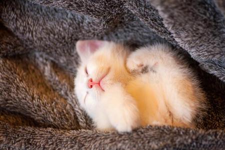 漂亮的小的姜小猫是be的三单形式睡眠采用软的毛毯向木制的
