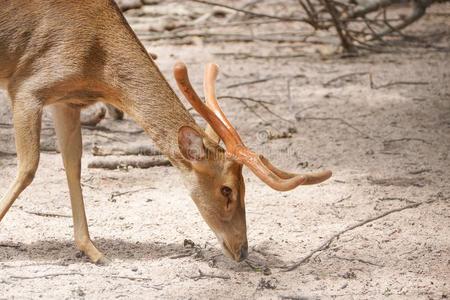 大鹿在国家狩猎农场墙上的雕刻石鹿关闭了坡鹿在泰国芭堤雅的考 kheow
