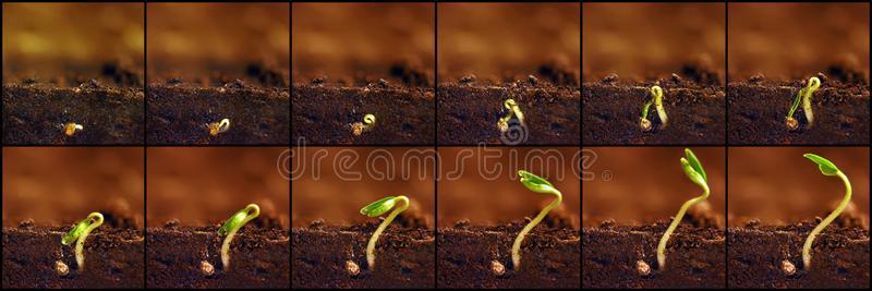 刚出芽的幼苗生长的.植物种植台.刚出芽的幼苗种植th周期.照片