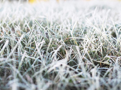 冷冻的寒冷的草