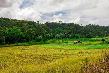 ThaiAirwaysInternational泰航国际自然风景稻田和美丽的蓝色天和克洛