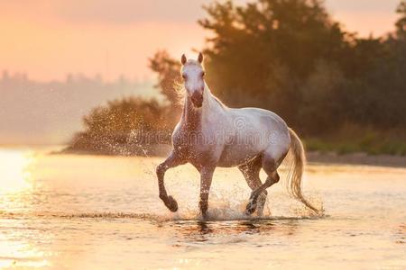 白色的安达卢西亚语马采用水照片