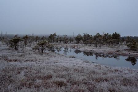 沼泽和小的松树树大量的采用早的morn采用g使结冰霜